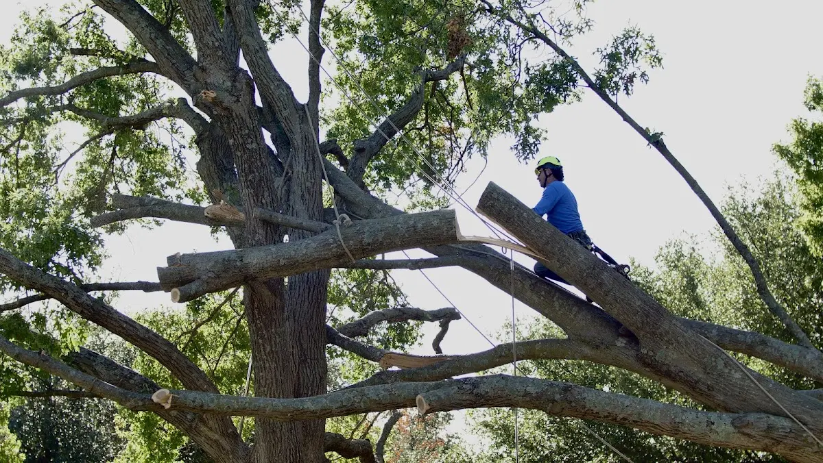 Professional Crown Thinning performed by certified arborists in Ducor